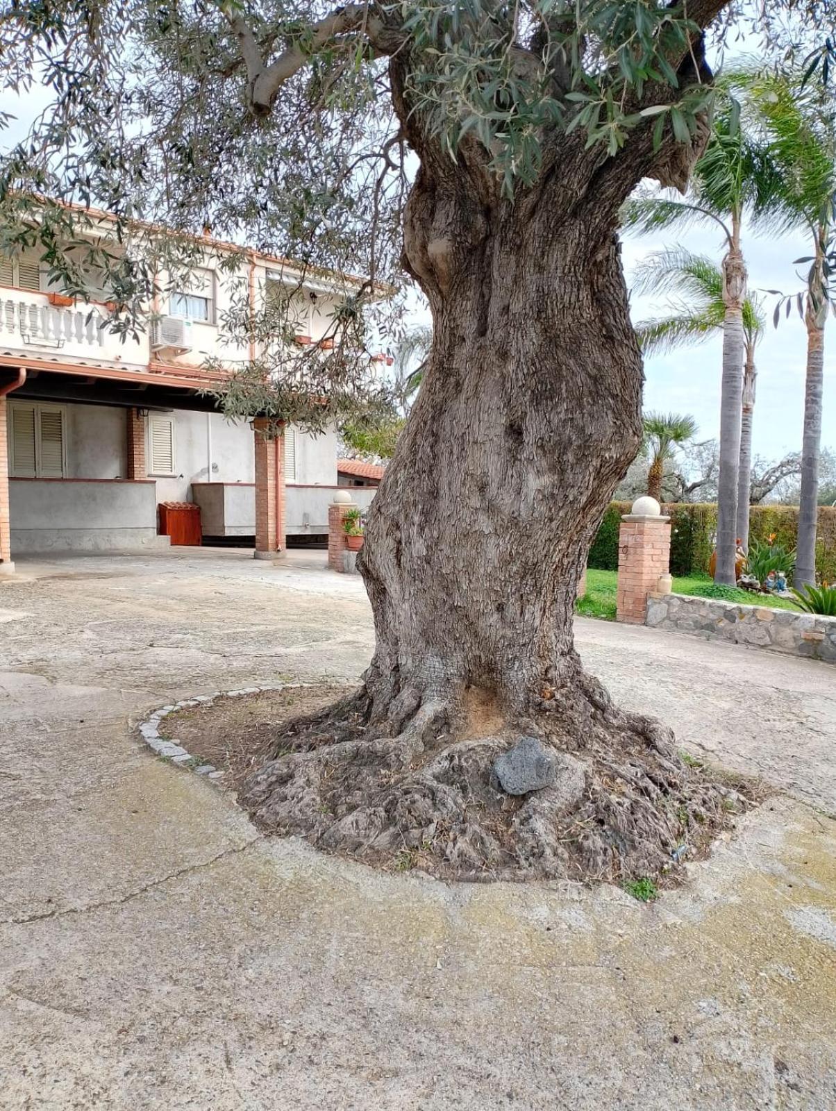 Ferienwohnung Casa Melia Monasterace Exterior foto